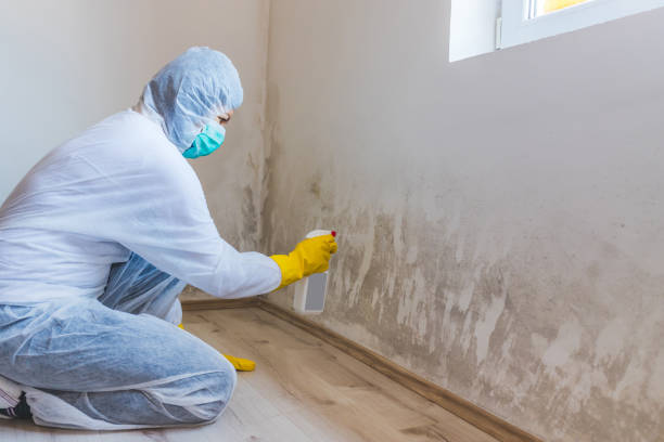 Mold Remediation specialist working in Bloomington